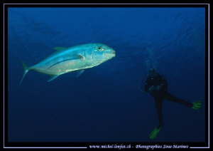 Encounter with a trevally in the water's of Marsa Shagra ... by Michel Lonfat 